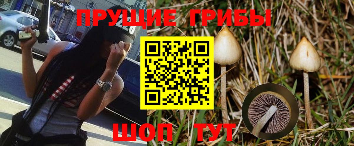 Псилоцибиновые грибы Psilocybe Алейск